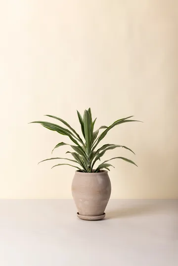 Delphi pot met schotel 2-delig - Grijs, Ø22 cm, hoog - Bergs Potter