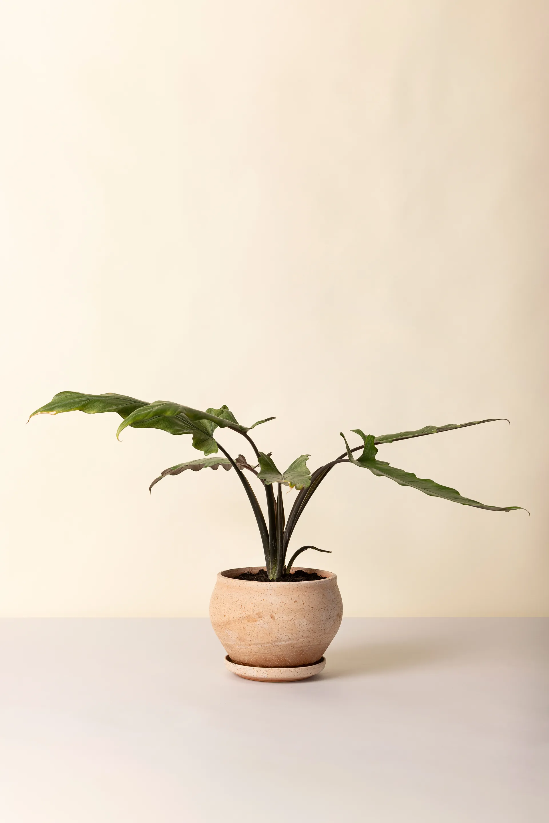 Delphi pot met schotel 2-delig, Roze, Ø24 cm, low Bergs Potter