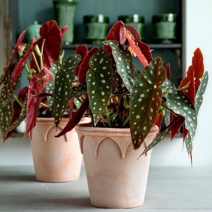 Elizabeth pot Ø14 cm, Rose Bergs Potter