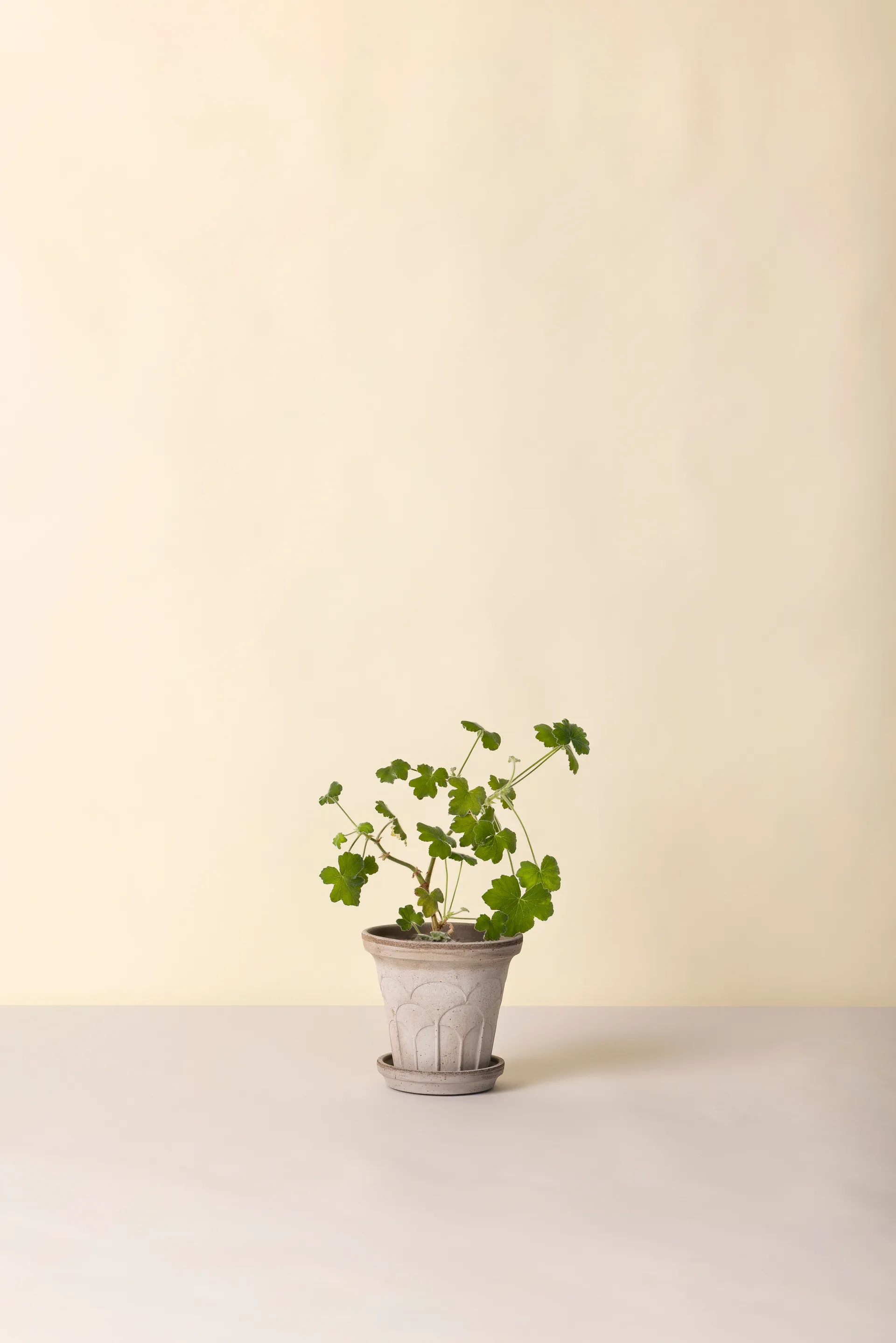 Fleur pot met schotel 2-delig, Grijs, Ø16 cm Bergs Potter