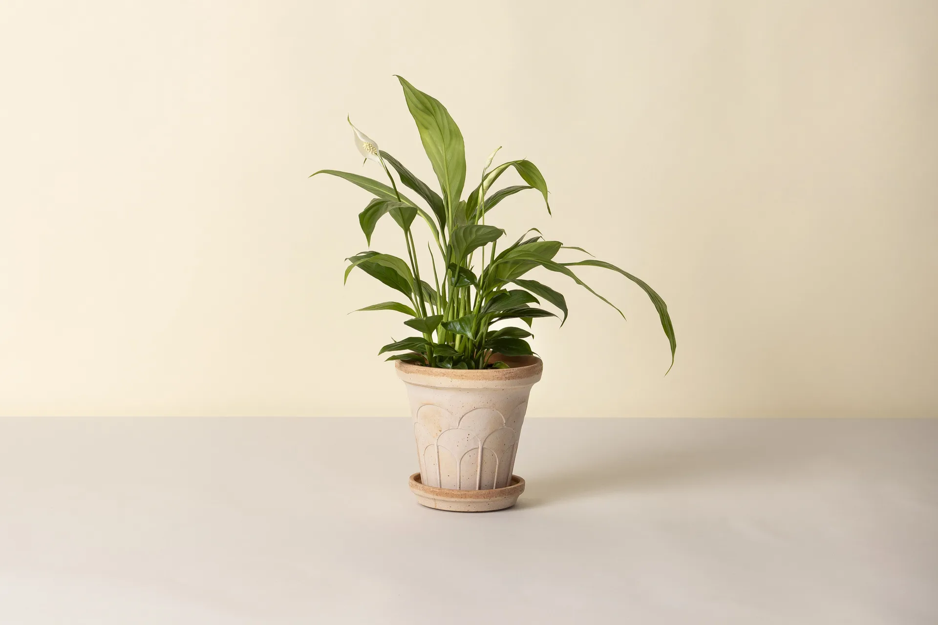 Fleur pot met schotel 2-delig, Roze, Ø16 cm Bergs Potter