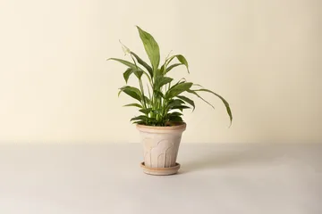 Fleur pot met schotel 2-delig - Roze, Ø16 cm - Bergs Potter