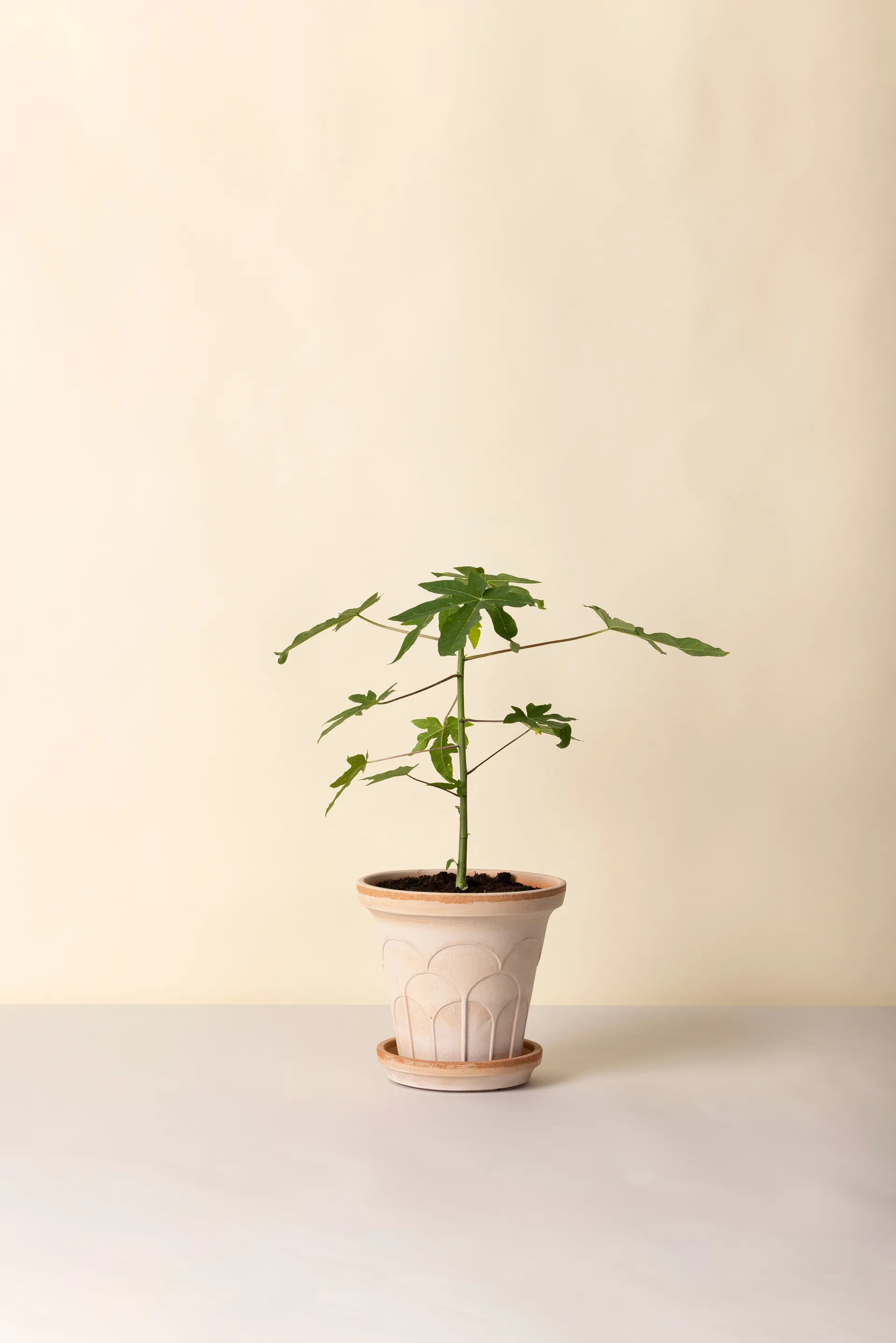 Fleur pot met schotel 2-delig, Roze, Ø21 cm Bergs Potter