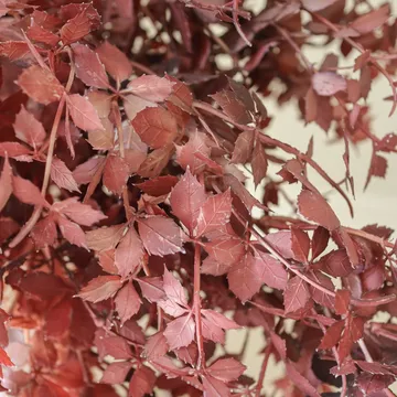 Burgundy Maple Branch kunstboeket - 107 cm, 4 stuks - Botané