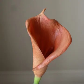 calla lelie kunstboeket - bruin, 62 cm, 8 stuks - Botané