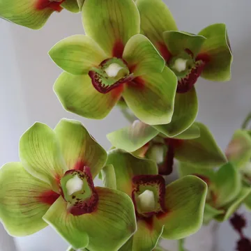 Velvet Vine kunstboeket - Orchidee-amarant 6 st. - Botané