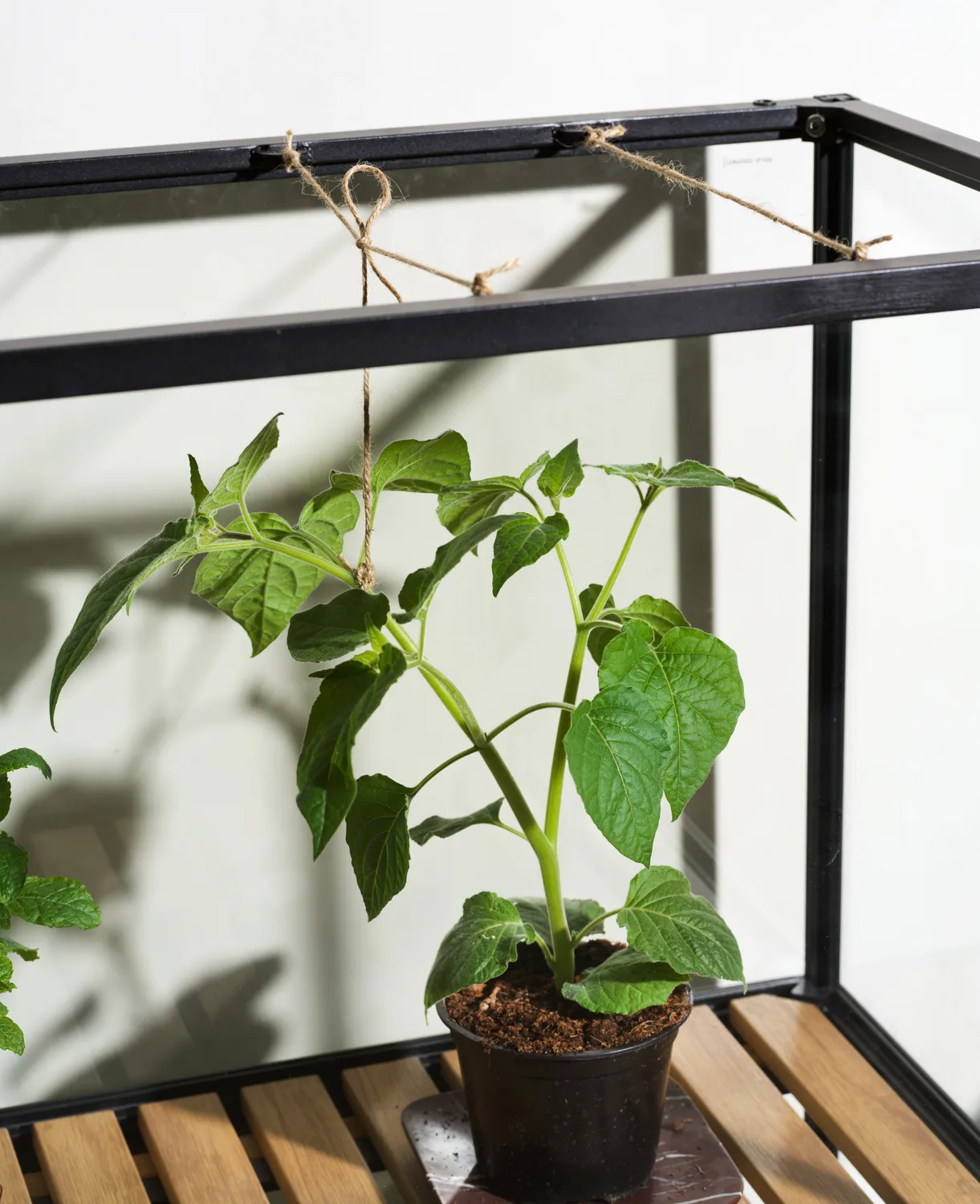 Grower Greens plantenkast, Zwart, 81x137 cm Brafab