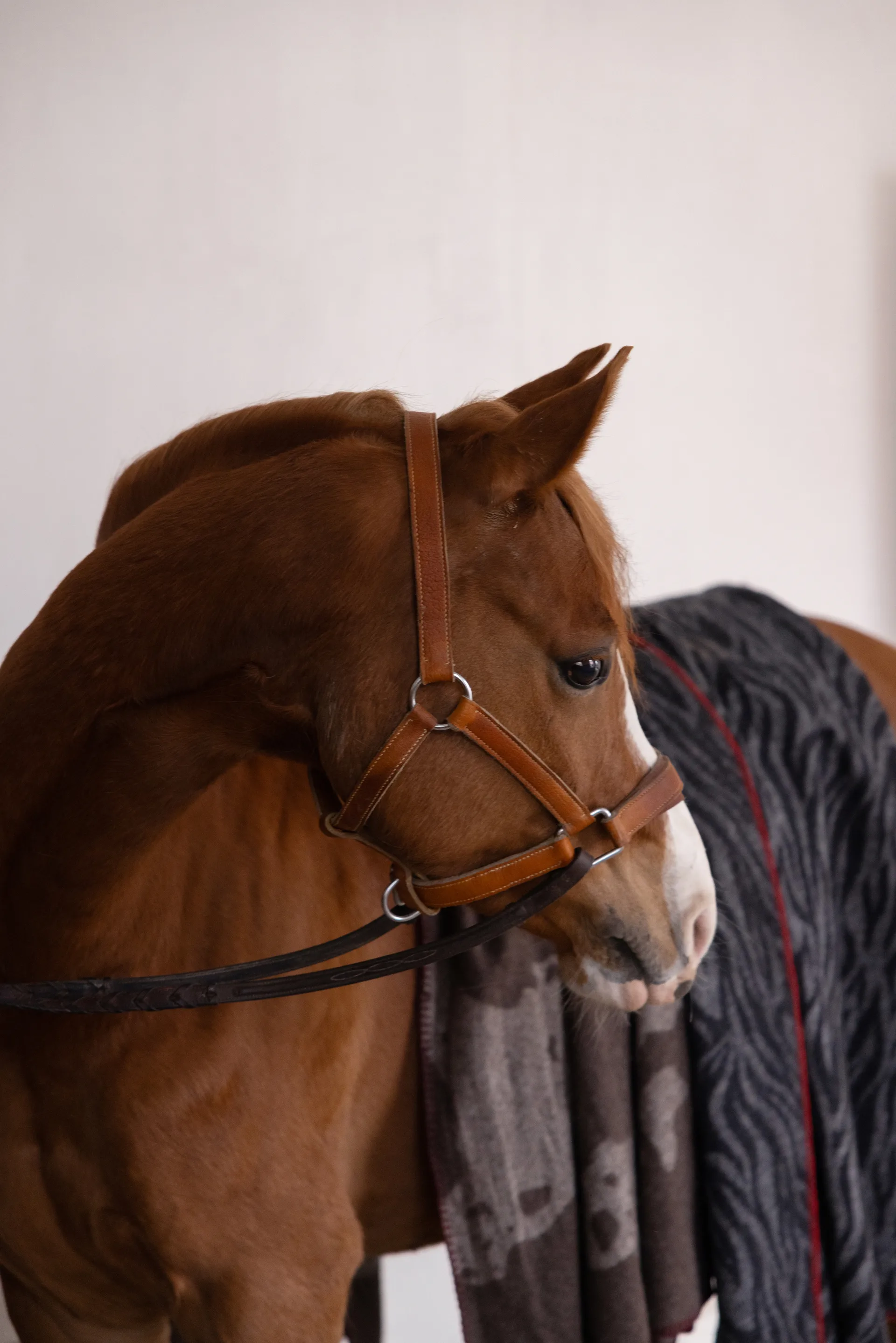 Anima deken 130x200 cm, Zebra Byon