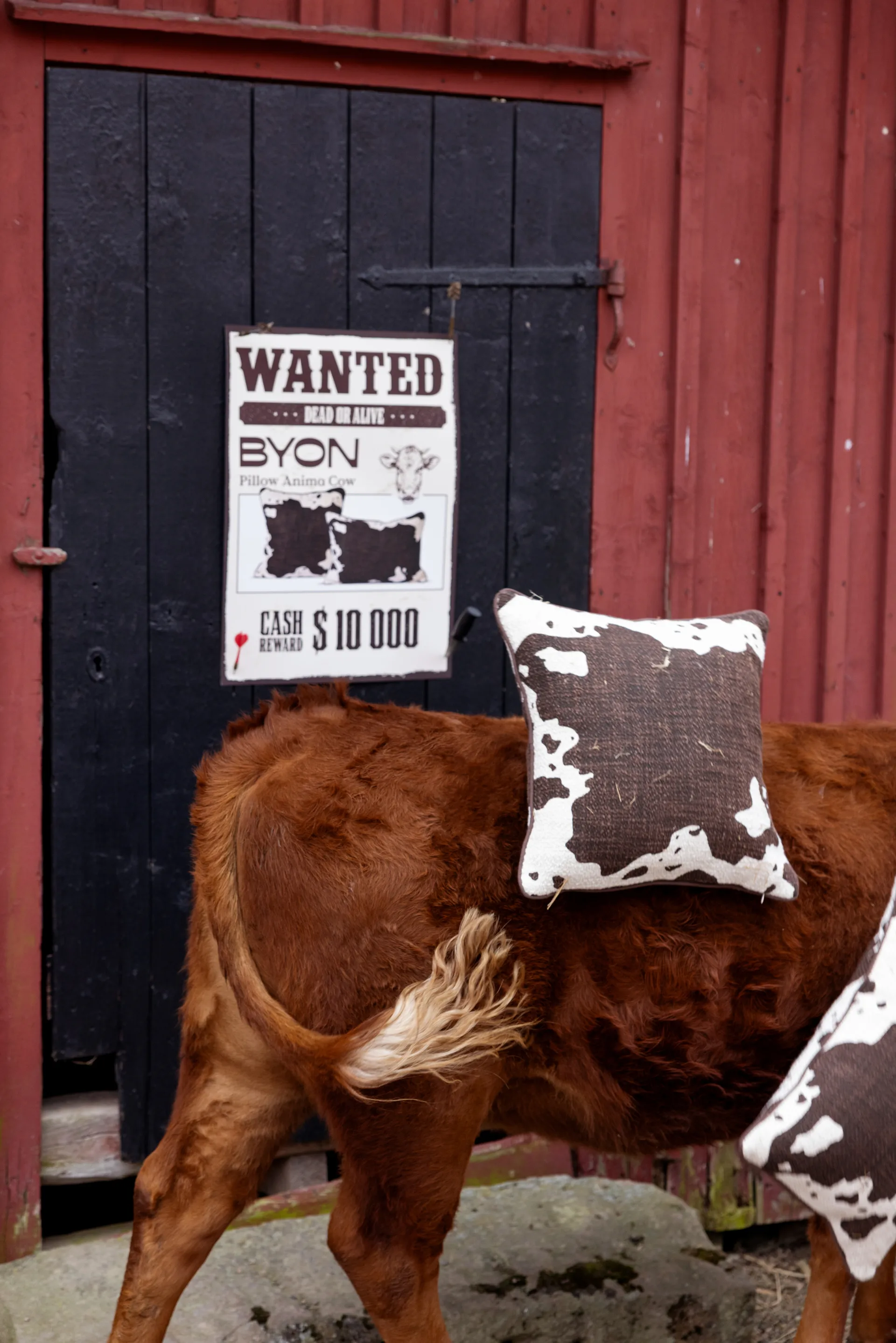 Anima kussen M 50x50 cm, Koe Byon