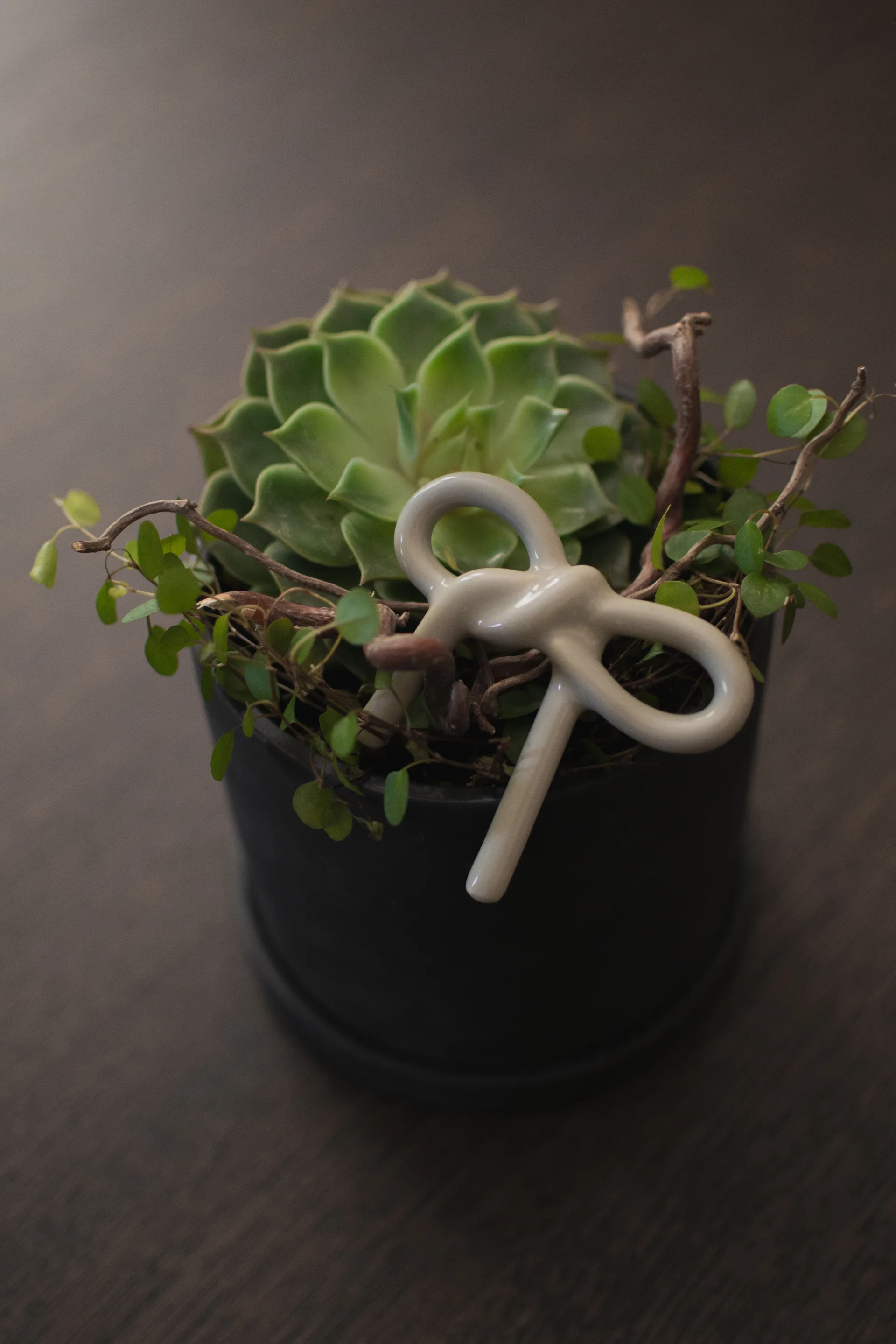 Bow bloemdecoratie, Shiny mole DBKD