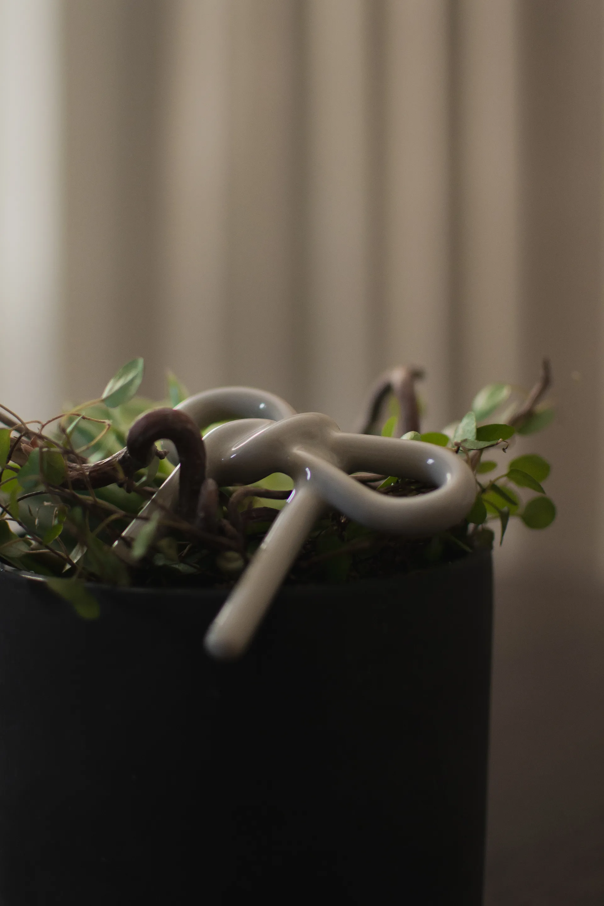 Bow bloemdecoratie, Shiny mole DBKD