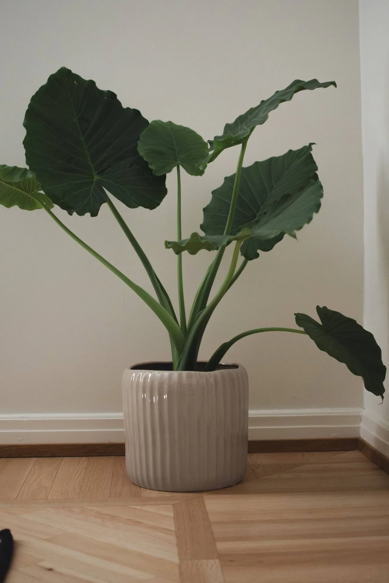 Ease bloempot, Glanzend mole, Ø30x28 cm DBKD