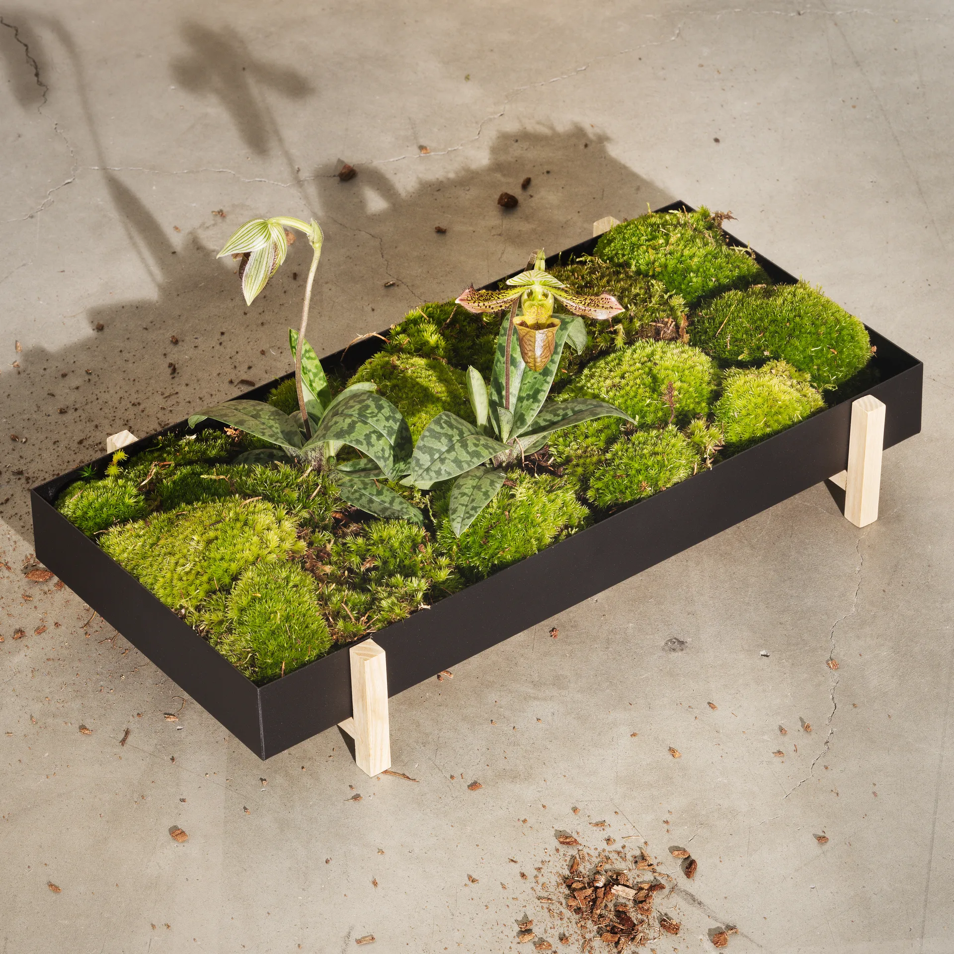 Botanic Flower Tray plantendienblad, zwart Design House Stockholm