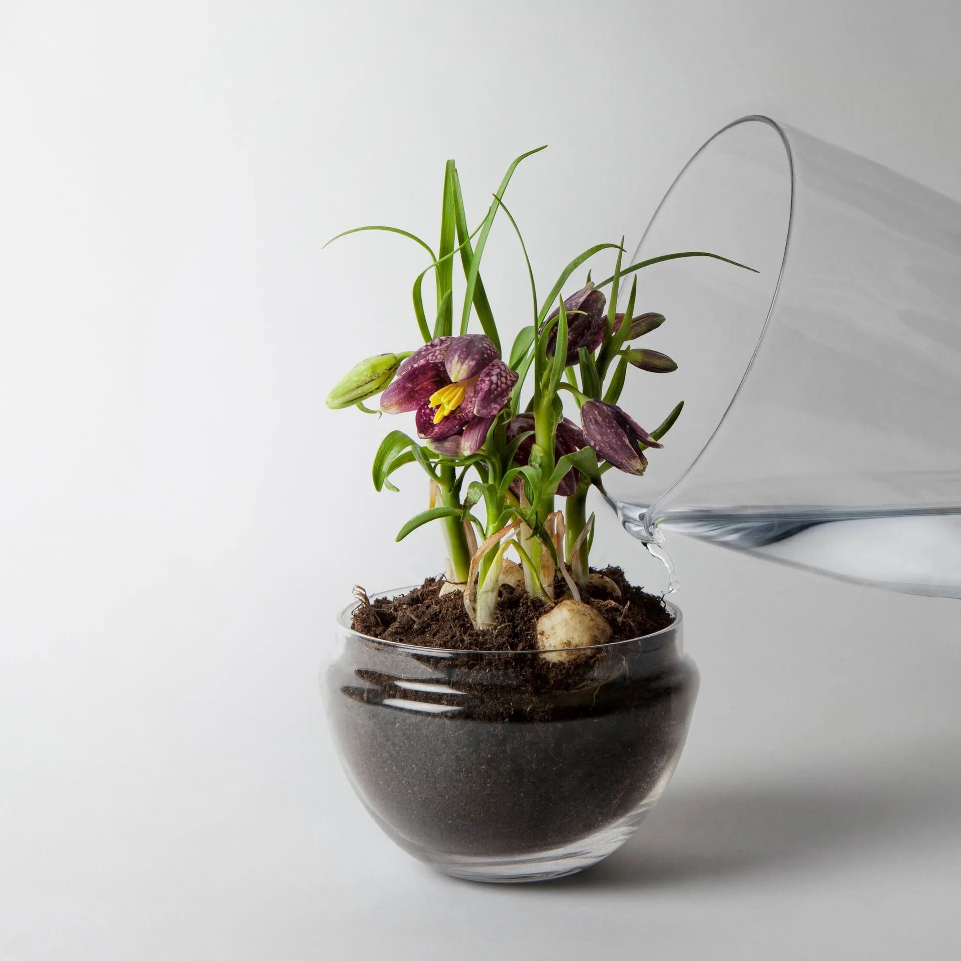 Grow kas, Middel Ø11 cm Design House Stockholm