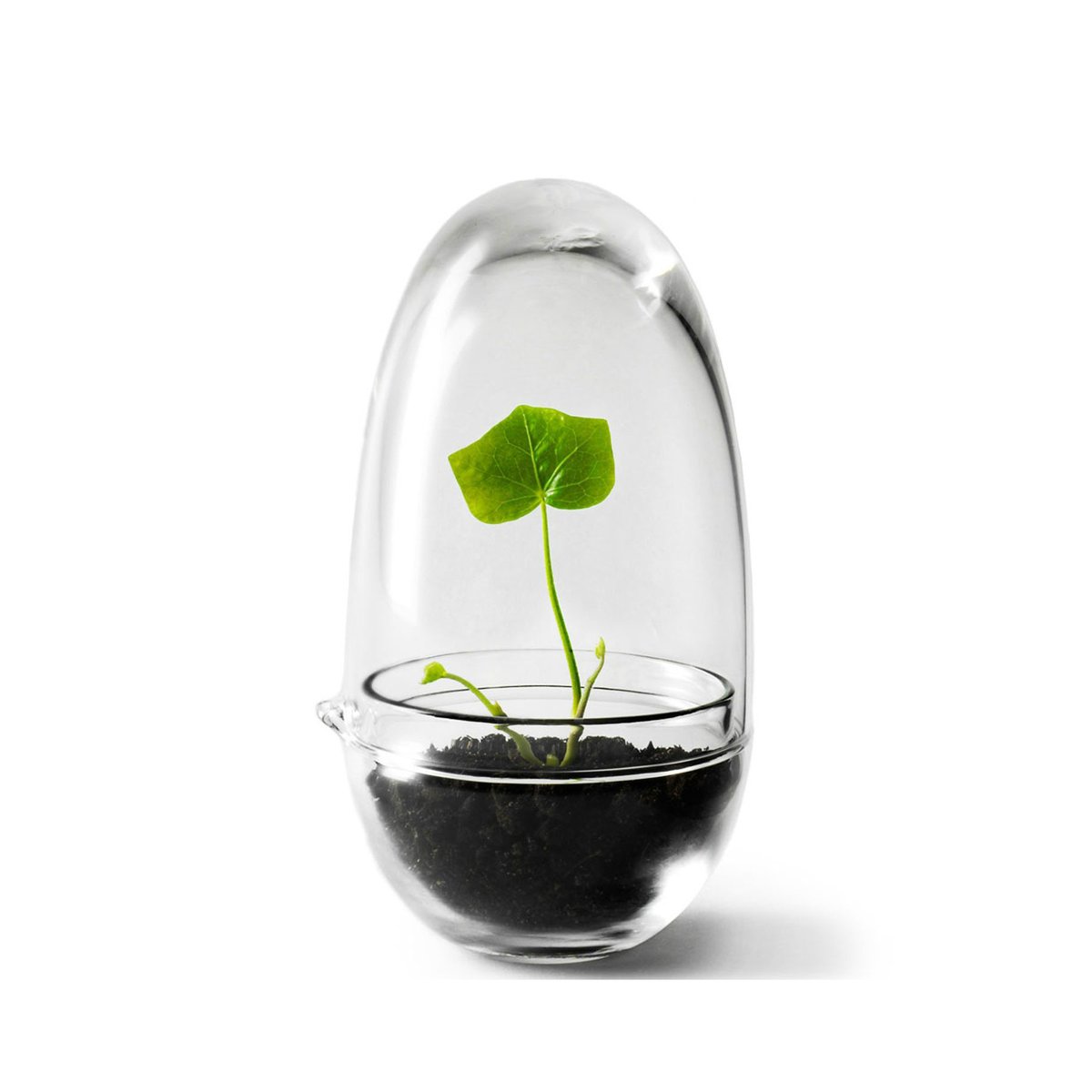Design House Stockholm Grow kas small o8 cm | Scandinavisch Interieur | Bloempotten | Transparant