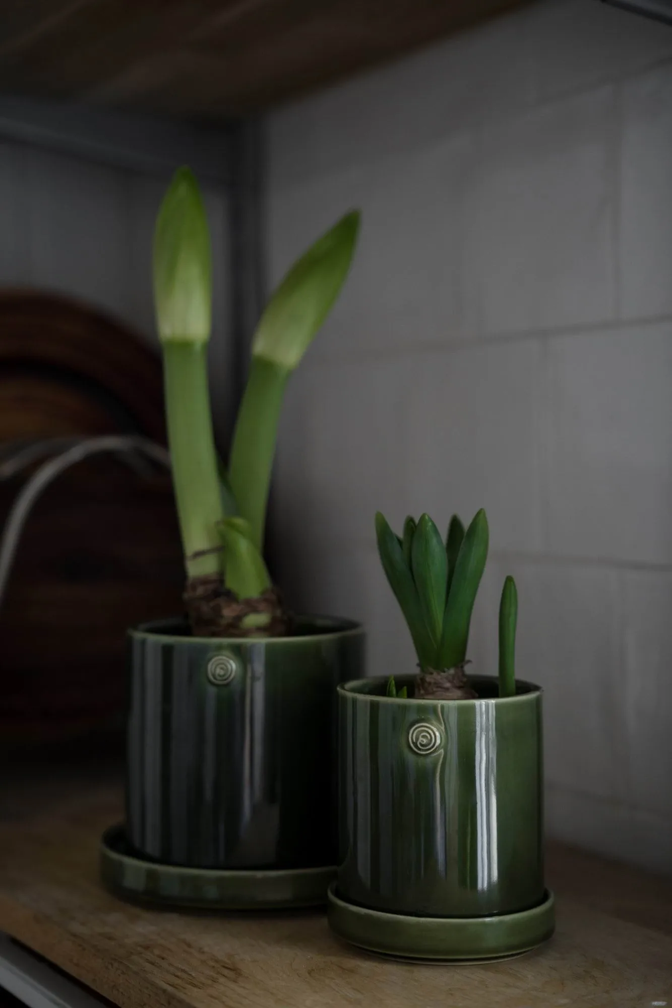 Ernst pot met schotel, Groen, Ø10x11 cm ERNST