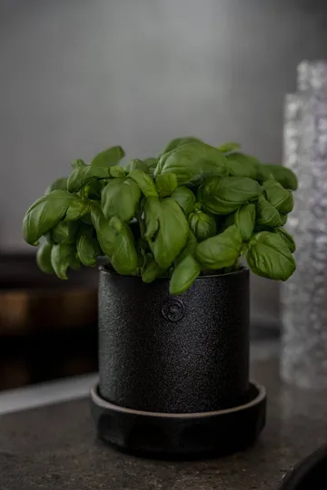Ernst pot met schotel - Zwart-naturel, Ø11x11 cm - ERNST