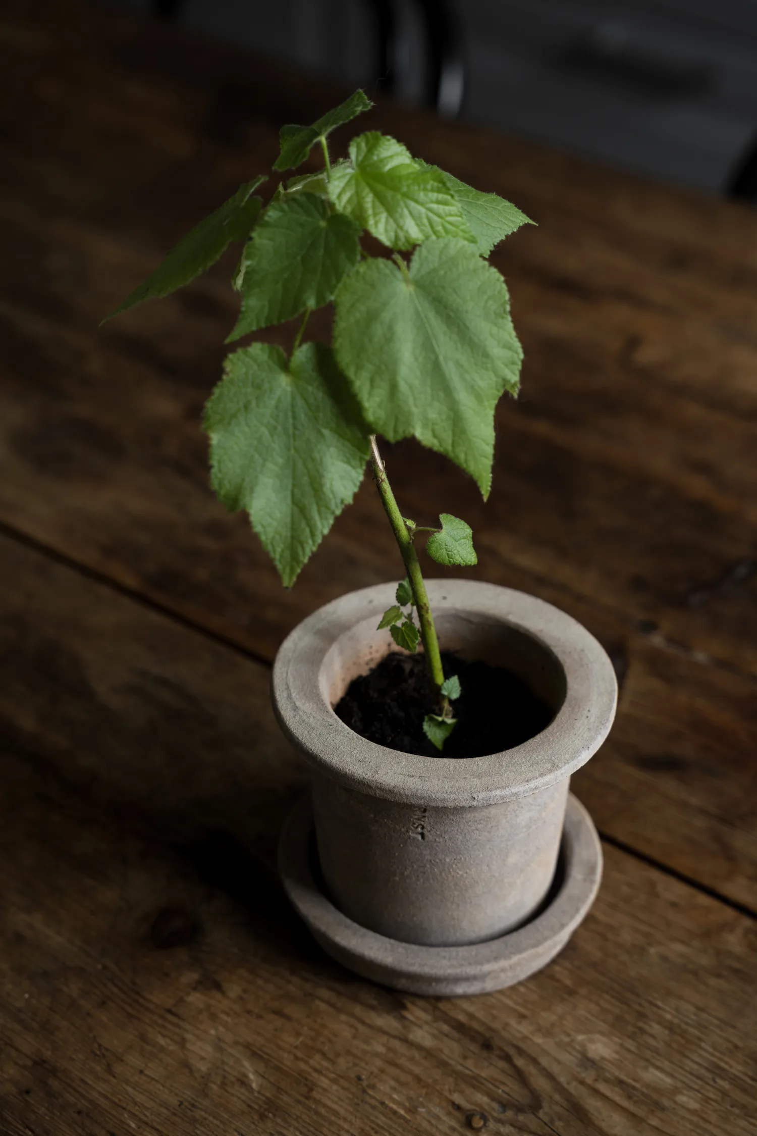 Ernst terracotta bloempot met schotel, Ø12x10 cm ERNST