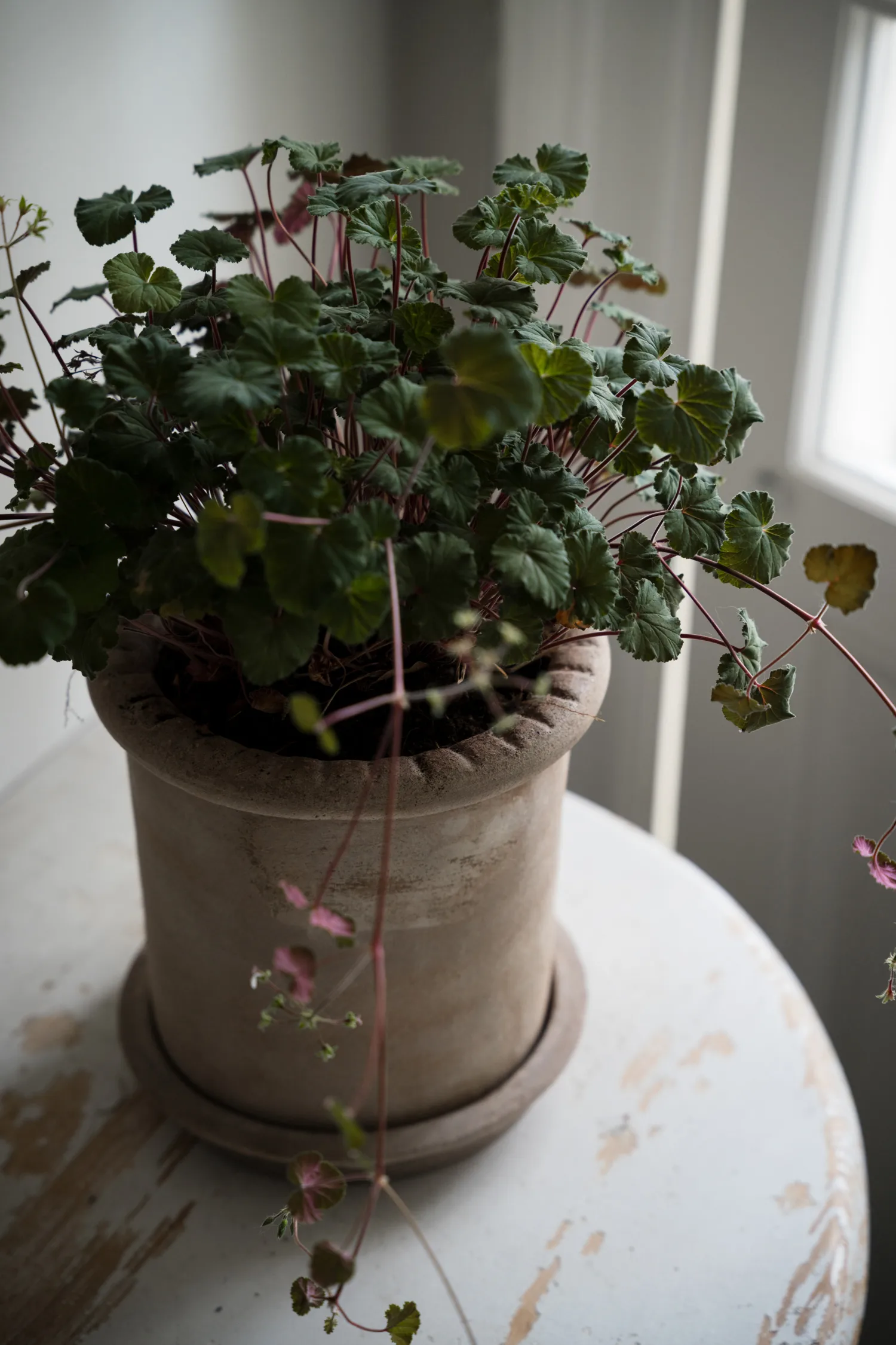 Ernst terracotta bloempot met schotel, Ø20x20 cm ERNST