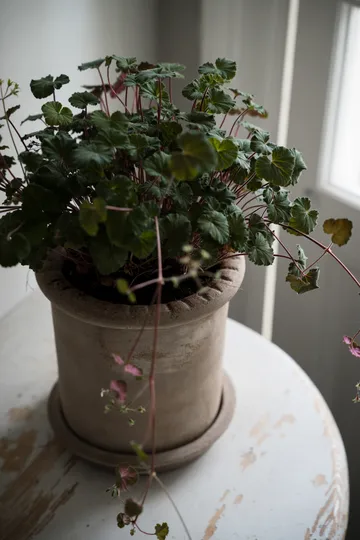 Ernst terracotta bloempot met schotel - Ø20x20 cm - ERNST