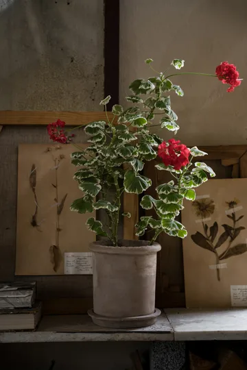 Ernst terracotta bloempot met schotel - Ø20x20 cm - ERNST