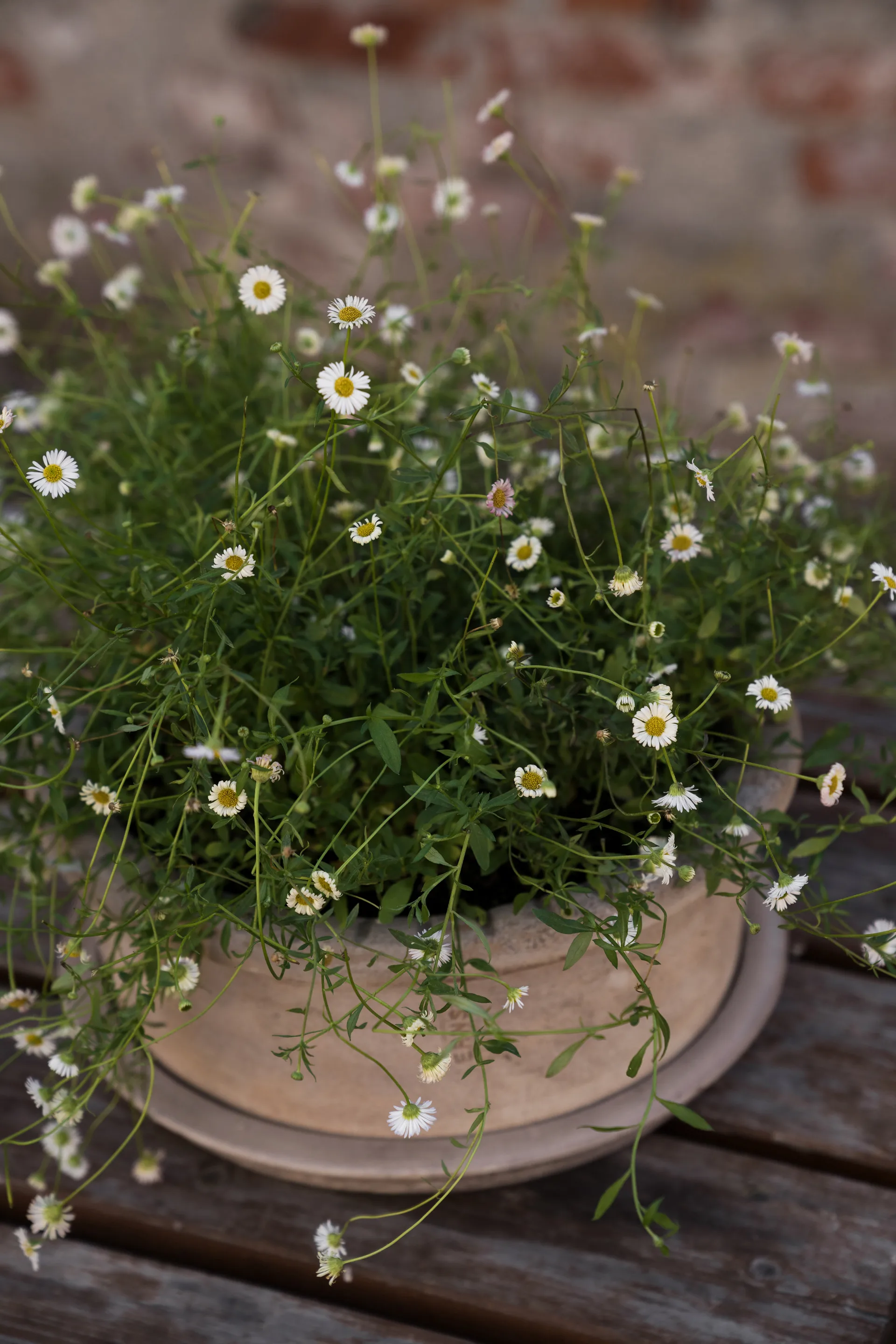 Ernst terracotta bloempot met schotel, Ø33x12 cm ERNST