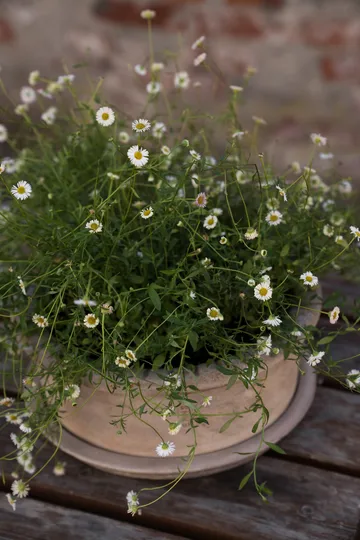 Ernst terracotta bloempot met schotel - Ø33x12 cm - ERNST