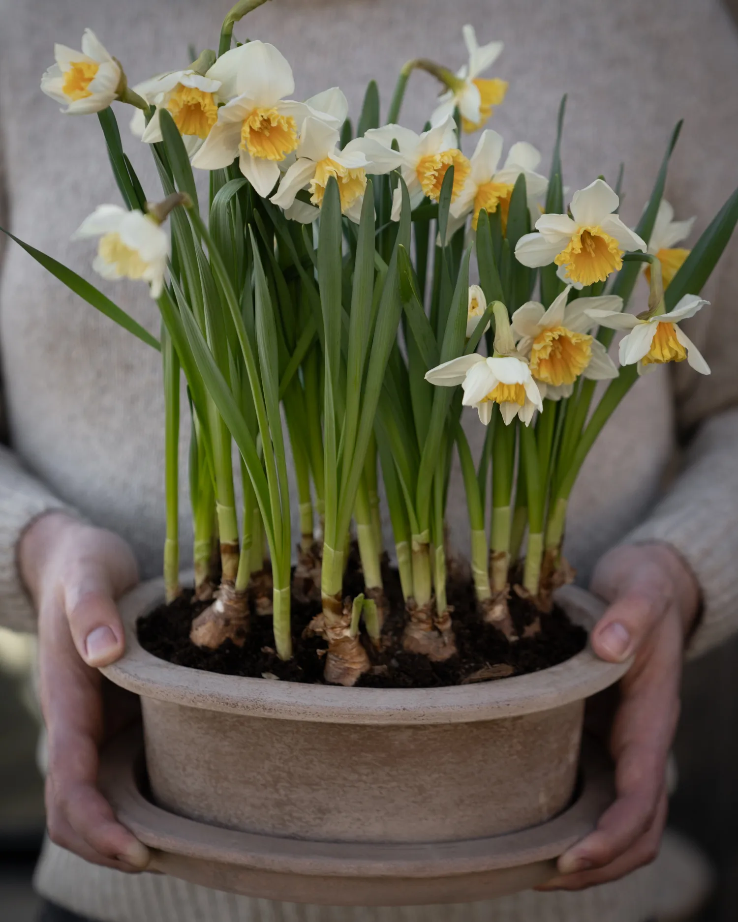Ernst terracotta pot ovaal 2-delig, Bruin ERNST