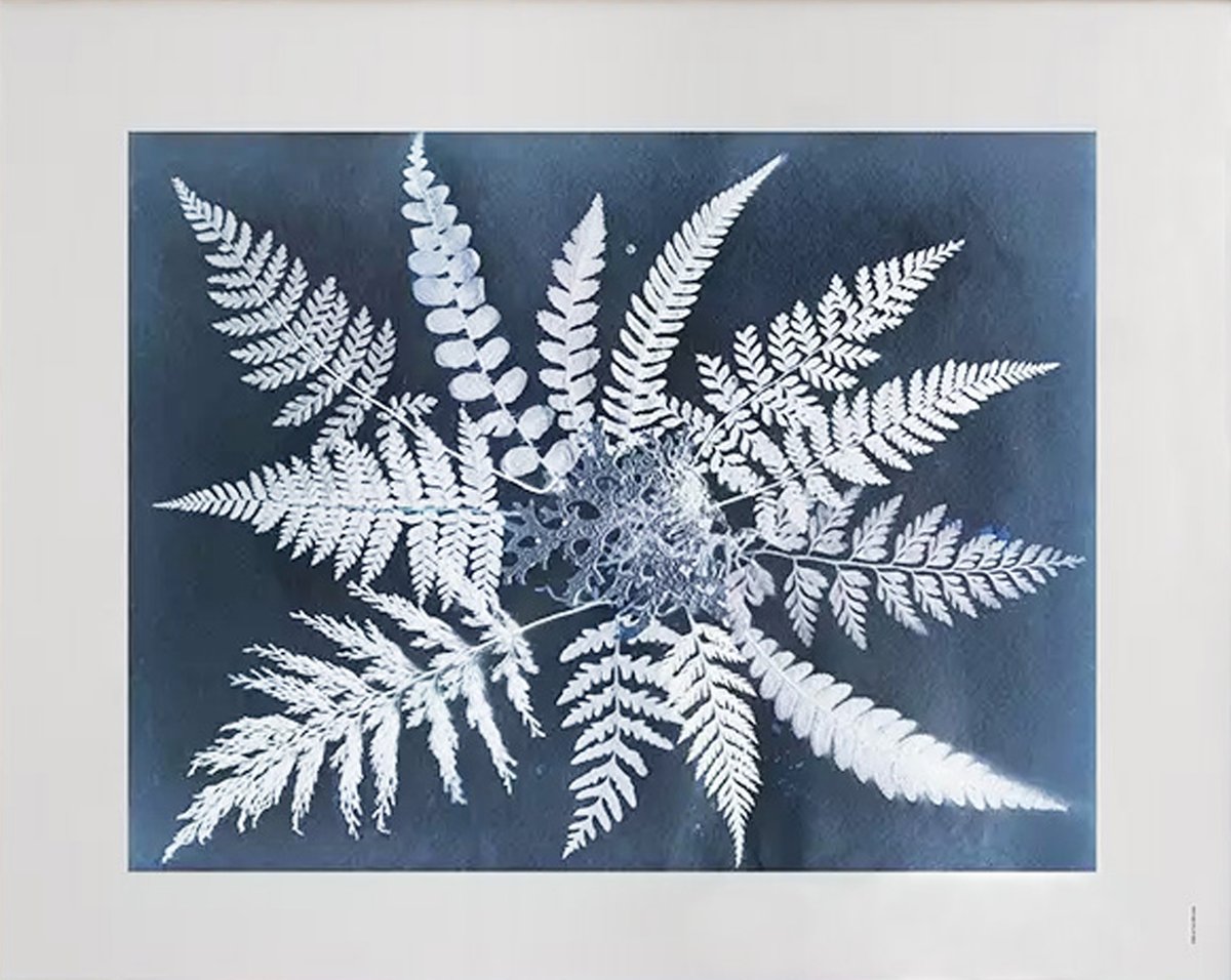 Fine Little Day Fern star poster 40x50 cm | Scandinavisch Interieur | Posters | Zwart