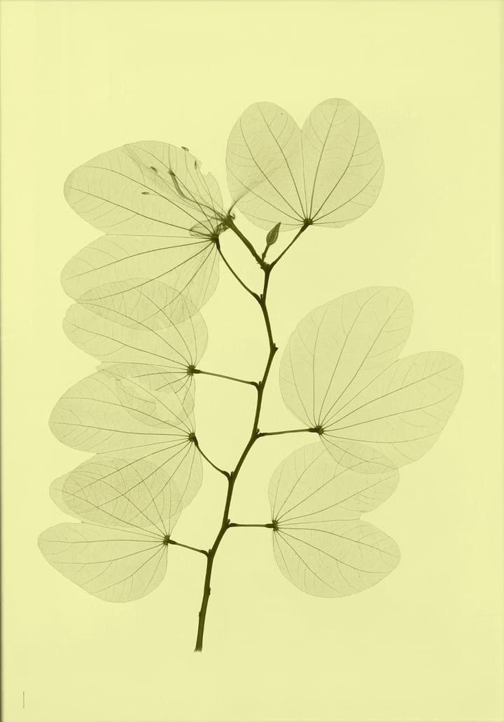 Orkidebauhinia poster - 70x100 cm - Fine Little Day