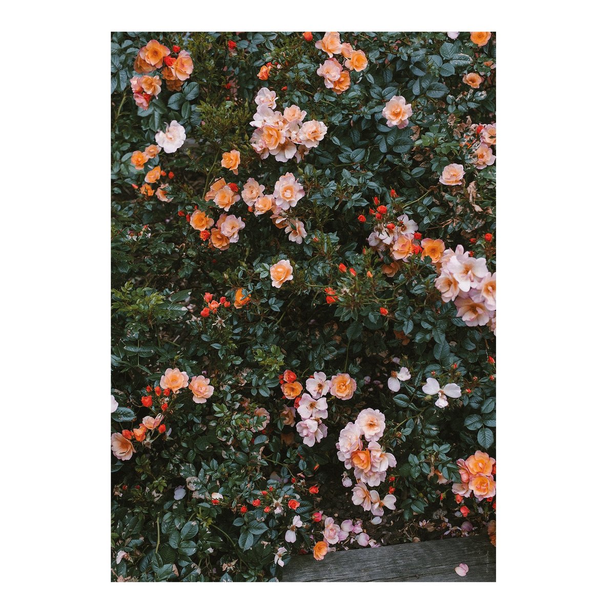 Fine Little Day Rose poster 70x100 cm | Scandinavisch Interieur | Posters | Multi