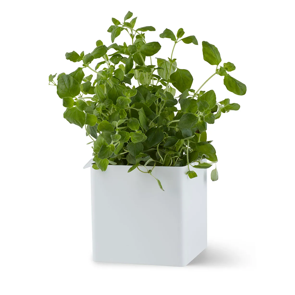 Flex Box klein 10,5 cm, Wit Gejst