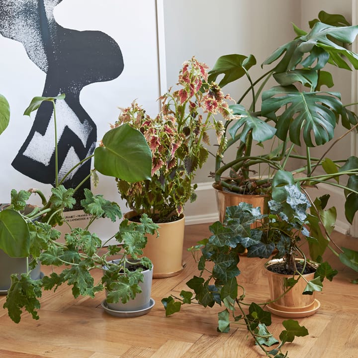 Botanical Family bloempot, dusty green, xl, met schotel Ø22 cm HAY