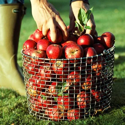 Korbo bucket 20, zuurbestendig staal KORBO