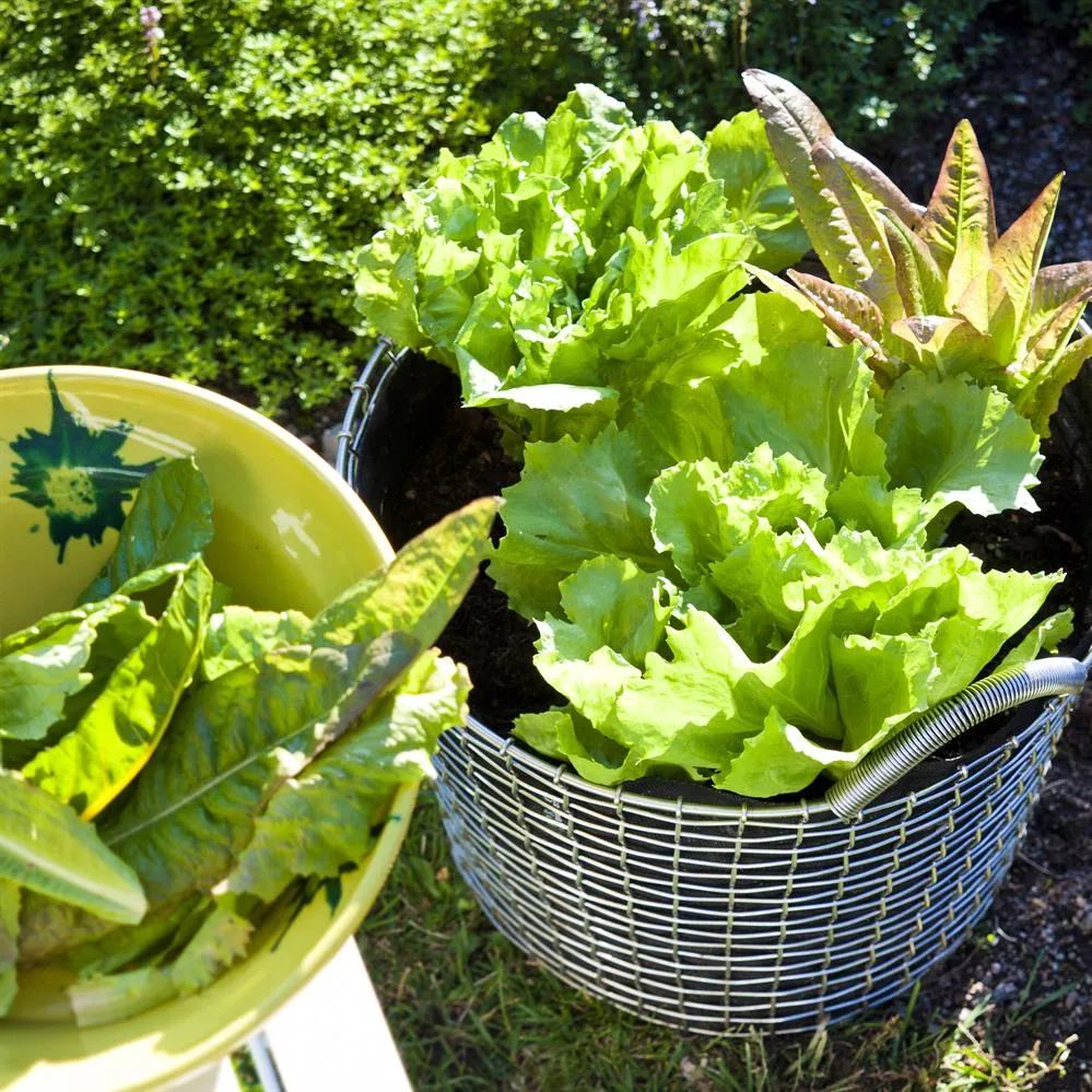 Korbo classic 24, verzinkt staal KORBO