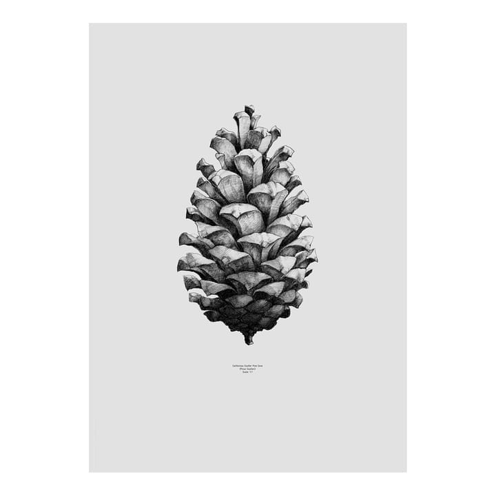 1:1 Pine cone poster - grijs - 50 x 70 cm. - Paper Collective