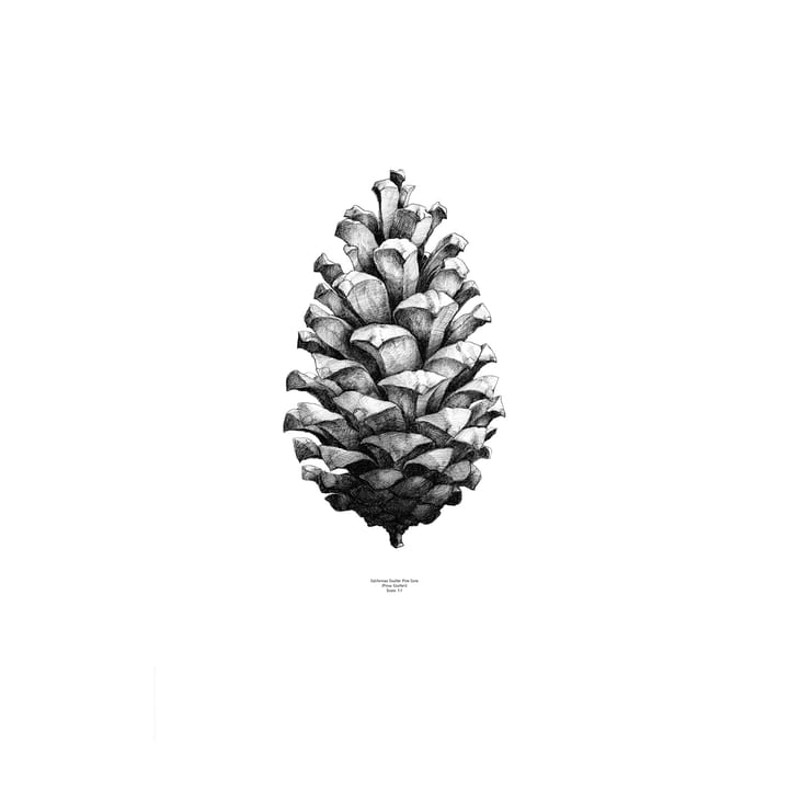 1:1 Pine cone poster - wit - 50 x 70 cm. - Paper Collective