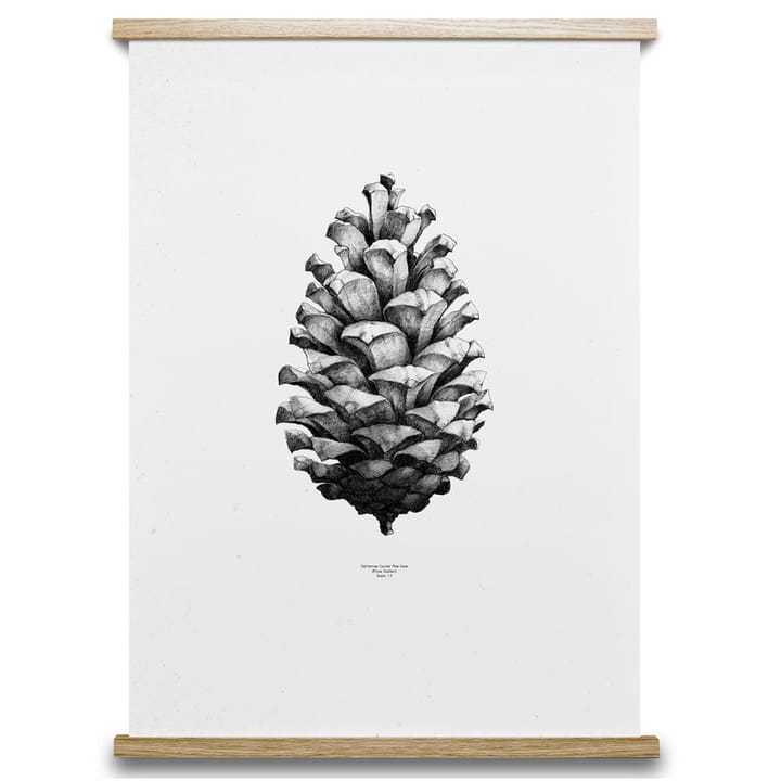1:1 Pine cone poster, wit - 50 x 70 cm. Paper Collective