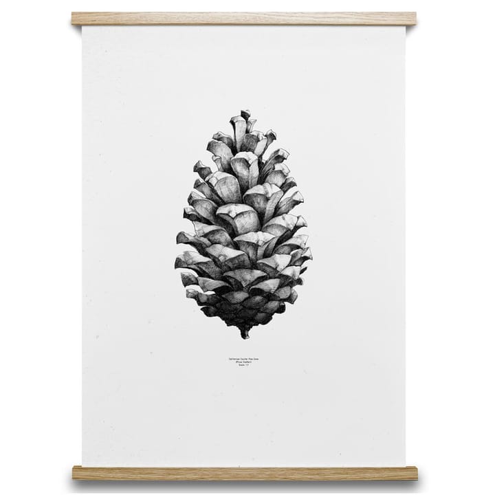 1:1 Pine cone poster - wit - 50 x 70 cm. - Paper Collective