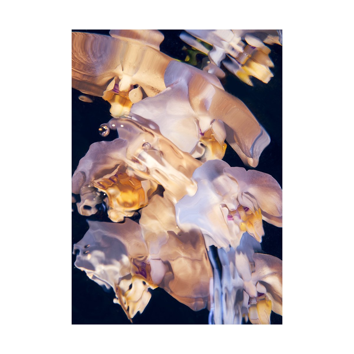Paper Collective Flora Aquatica 01 poster 30x40 cm | Scandinavisch Interieur | Posters | Multi