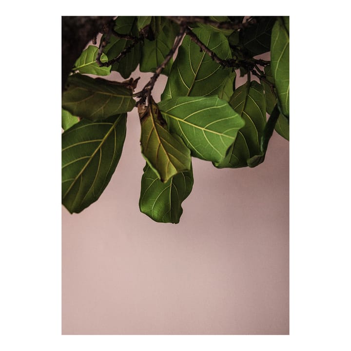 Green Leaves poster - 50x70 cm - Paper Collective