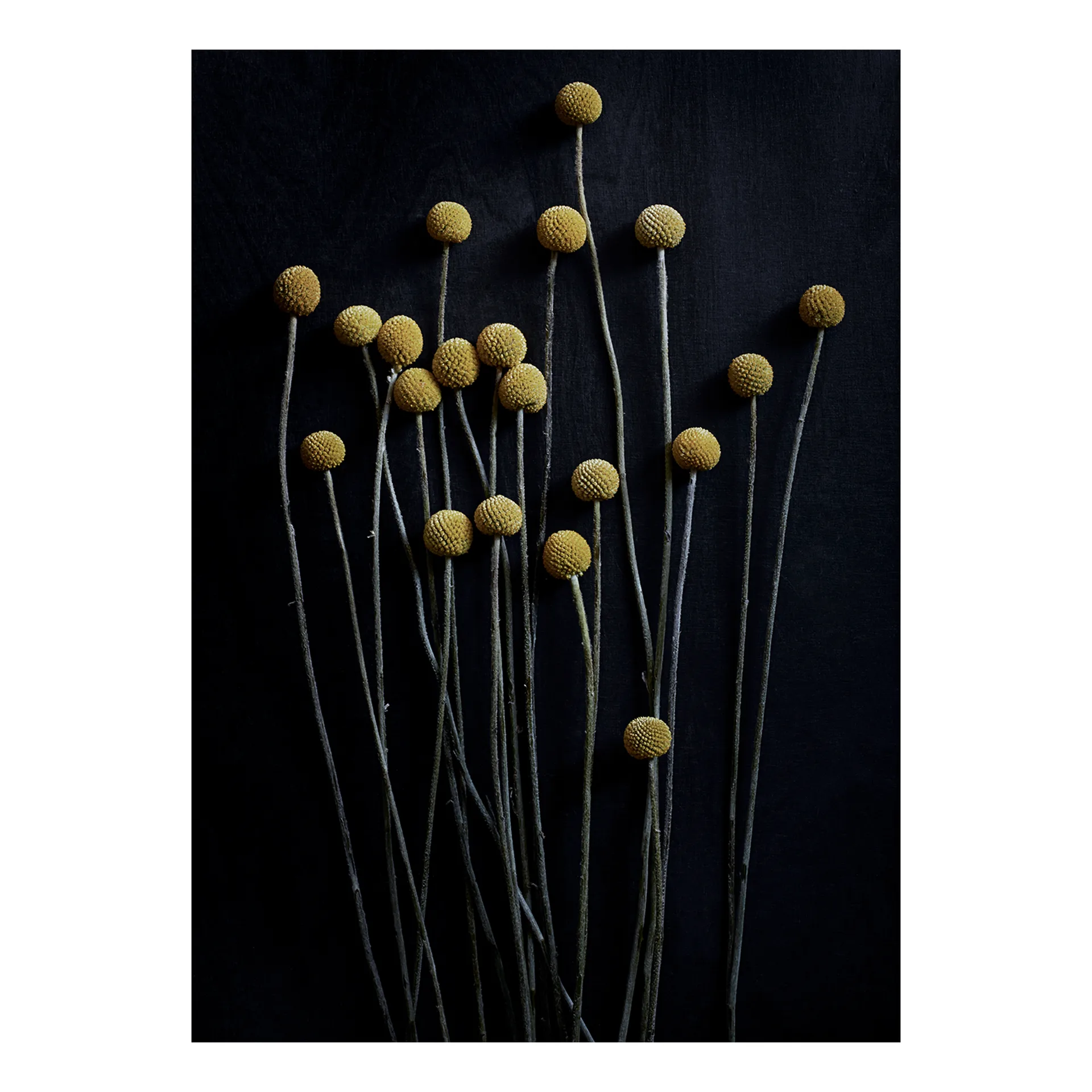 Still Life 01 Yellow Drumsticks poster, 30x40 cm Paper Collective