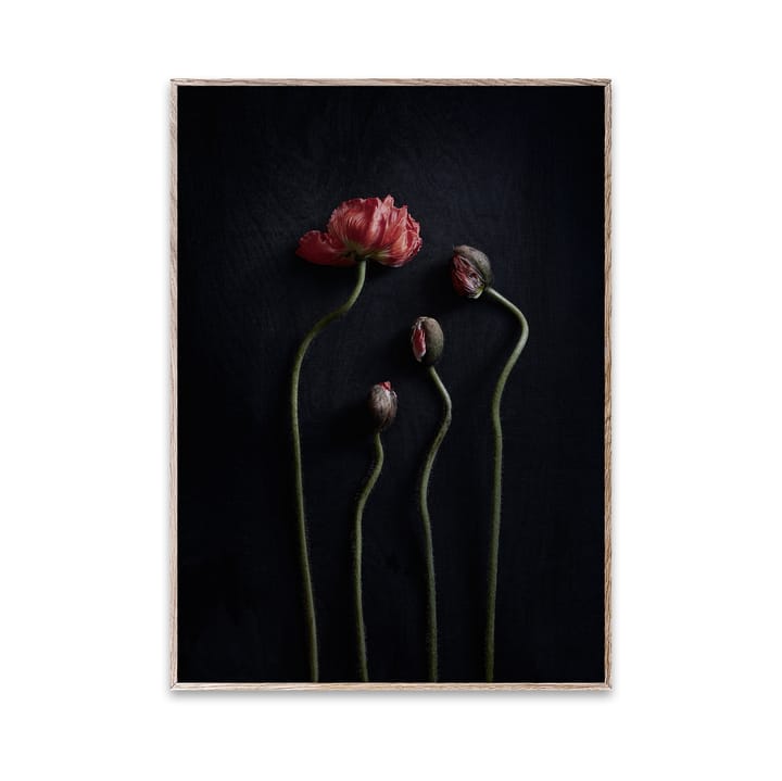 Still Life 02 Red Poppies poster - 30x40 cm - Paper Collective