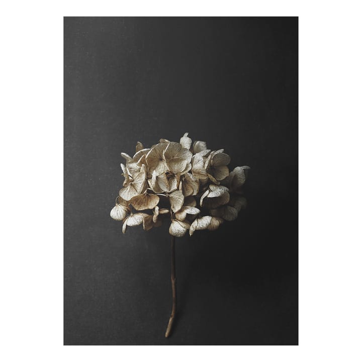 Still Life 04 Hydrangea poster - 50x70 cm - Paper Collective