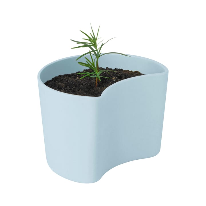 YOUR TREE pot met zaadjes - Blauw (Pijnboom) - RIG-TIG