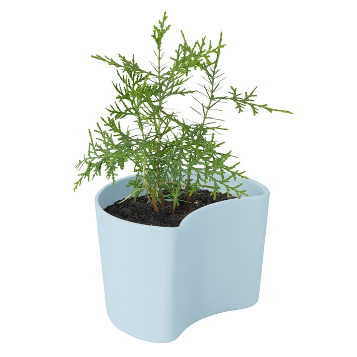 YOUR TREE pot met zaadjes, Blauw (Pijnboom) RIG-TIG