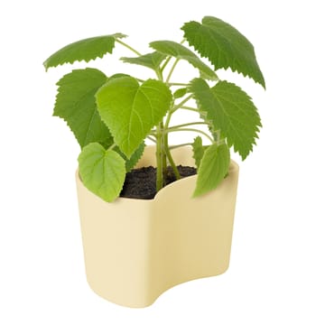 YOUR TREE pot met zaadjes - Geel (Berk) - RIG-TIG