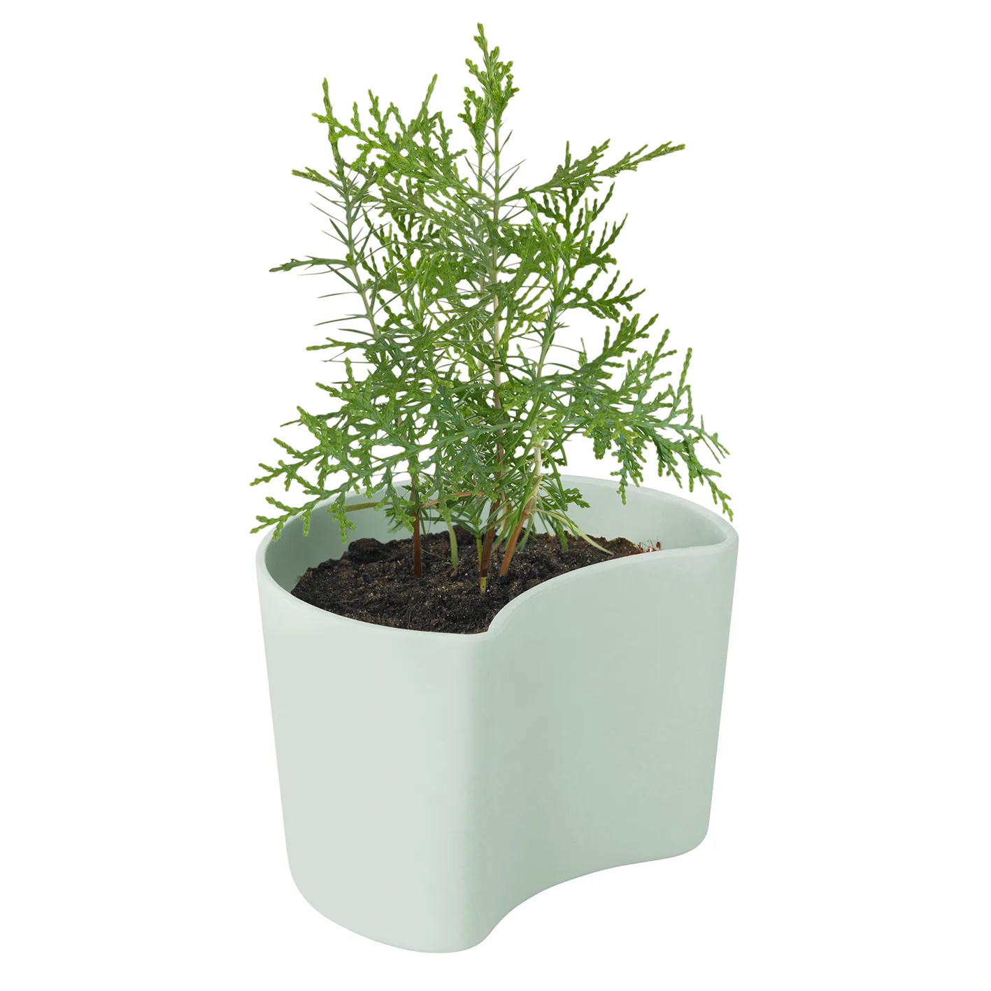 YOUR TREE pot met zaadjes, Groen (Pijnboom) RIG-TIG