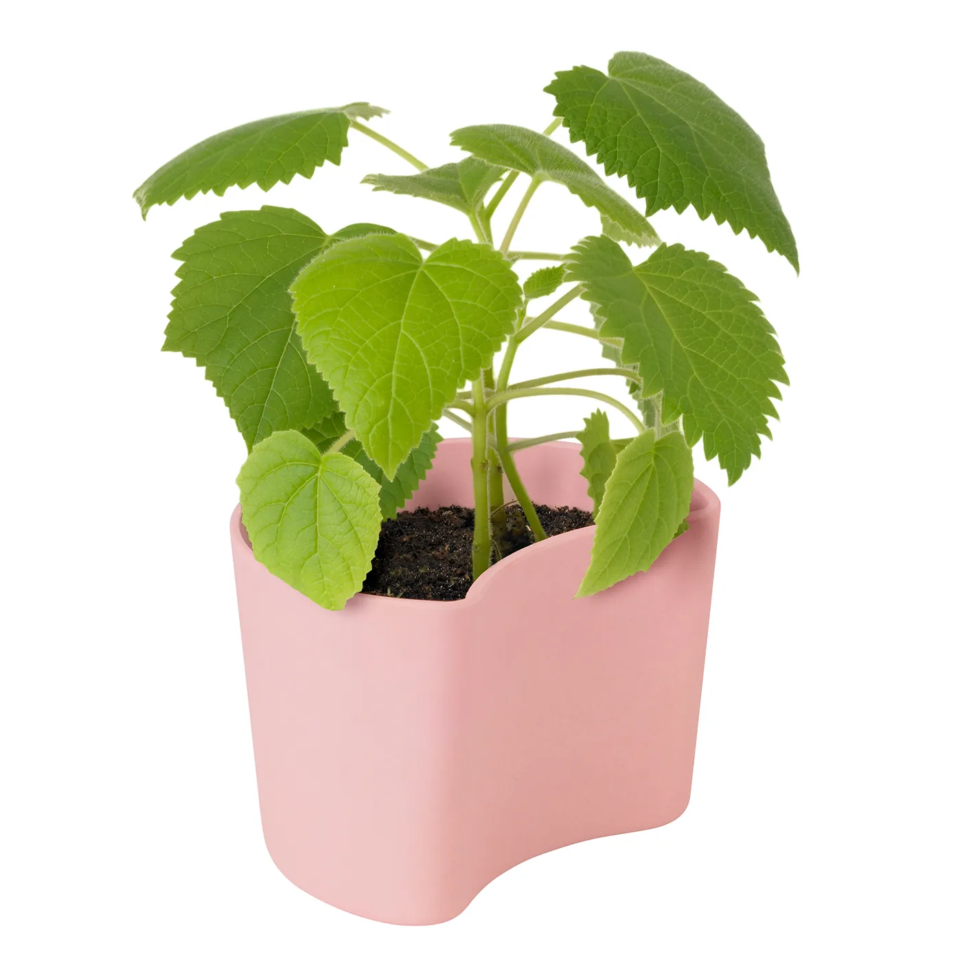 YOUR TREE pot met zaadjes, Roze (Berk) RIG-TIG