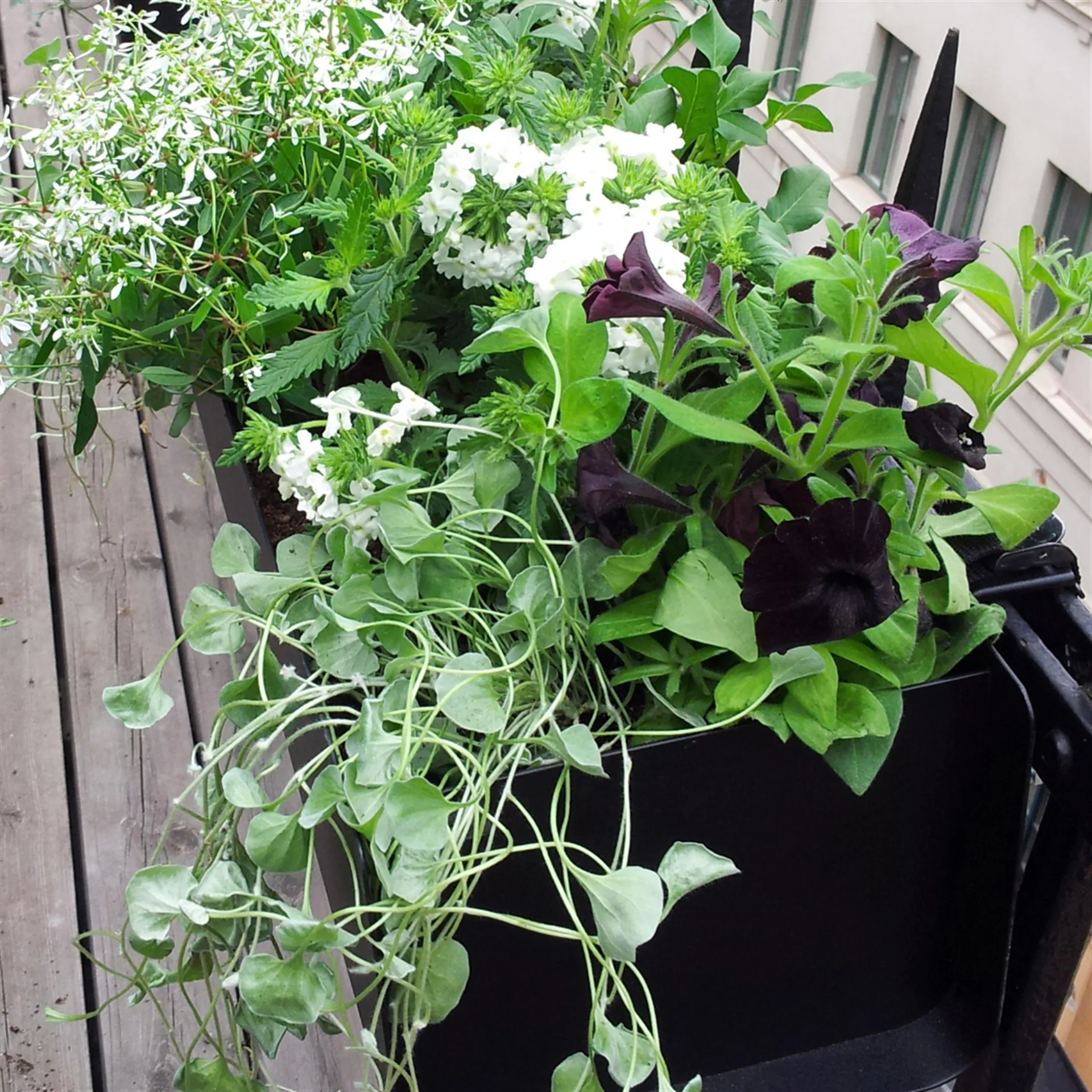 Jorda bloembak, Zwart 60 cm SMD Design